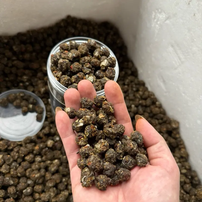 Mồi cóc tổng hợp đá lạnh ( giúp chiến kê sung căng , khoẻ mạnh ) 7