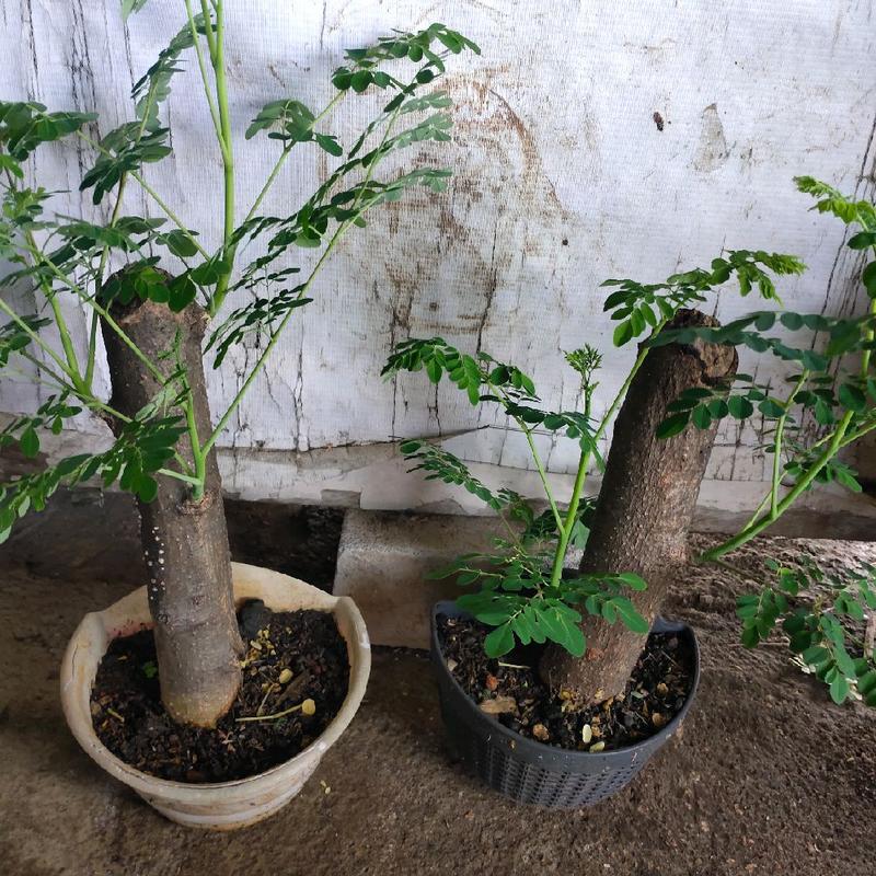 Pohon Bonsai Kelor | Tinggi batang keras | Batang tunggal 3