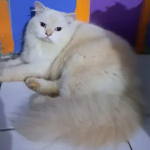 CHIYO Snack Kucing Pet Strip Snack Kucing Penggemuk/ Snack Makanan Kucing Basah/ Makanan Wet Cat Food Creamy Treats