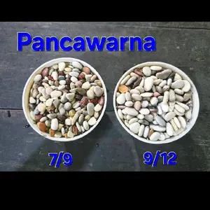 Batu Panca Warna (Batu Alam Koral Sikat Kacang Hias Taman)