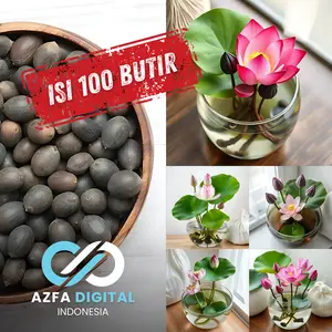 Benih Biji Teratai Lotus / Lotus Seeds untuk Kolam Hias [Isi 100 Butir]