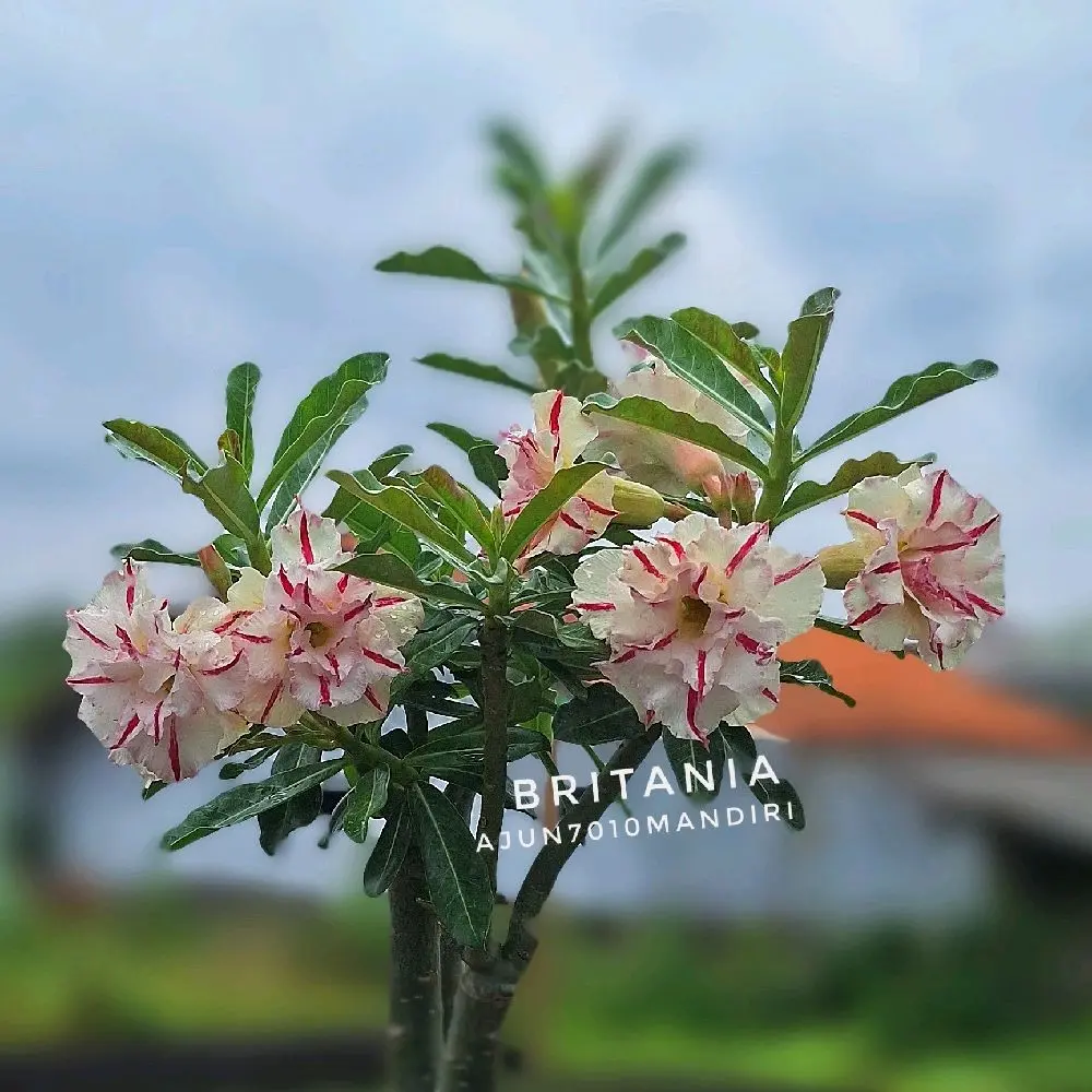 Bibit Tanaman Adenium dan Aglonema (Co Live) - Kualitas Terjamin, Pengiriman Cepat
