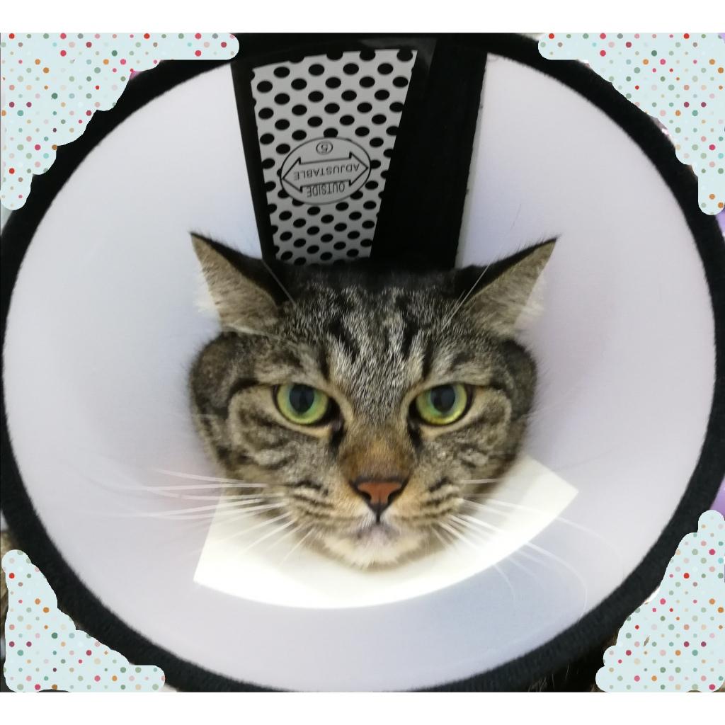 #7 Elizabethan Collar Cone Shame Protection Cover Cat Dog Kucing Anjing Elizabeth Plastic
