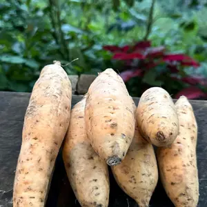 UBI MADU Mini Ubi Madu Cilembu isi 11-16 biji berat 1 Kg  Disortir dan Berkualitas Manis Lezat Cocok untuk Camilan Sehat kecombrang