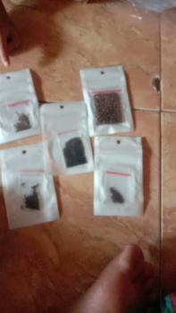 Product Review of Paket Benih Bibit Sayur Sayuran Daun Benih Kangkung Caisim Bayam Hijau Sawi Pakcoy Selada Hijau - Benih Sayur from r**n 0