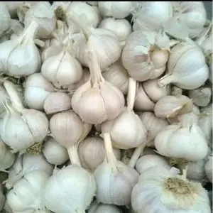 Bawang KATING 1kg kotor masih ada tangkai bonggol nya