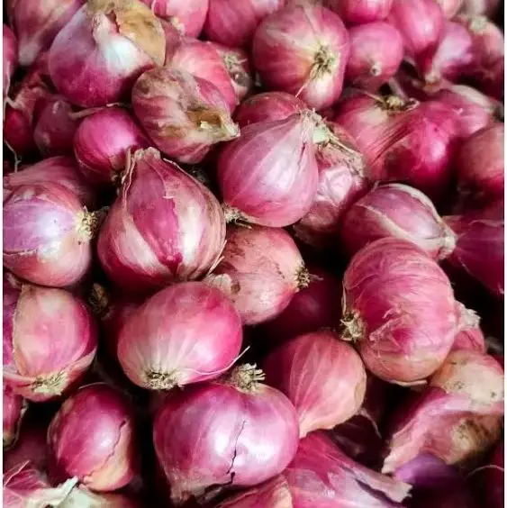 bawang tanggung probolinggo