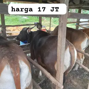 【COD】Victool Alat Pemasangan Ubin 1200W Lantai Getar 30-240CM Alat Perata Keramik Granit 100KG Daya Hisap Super Kuat