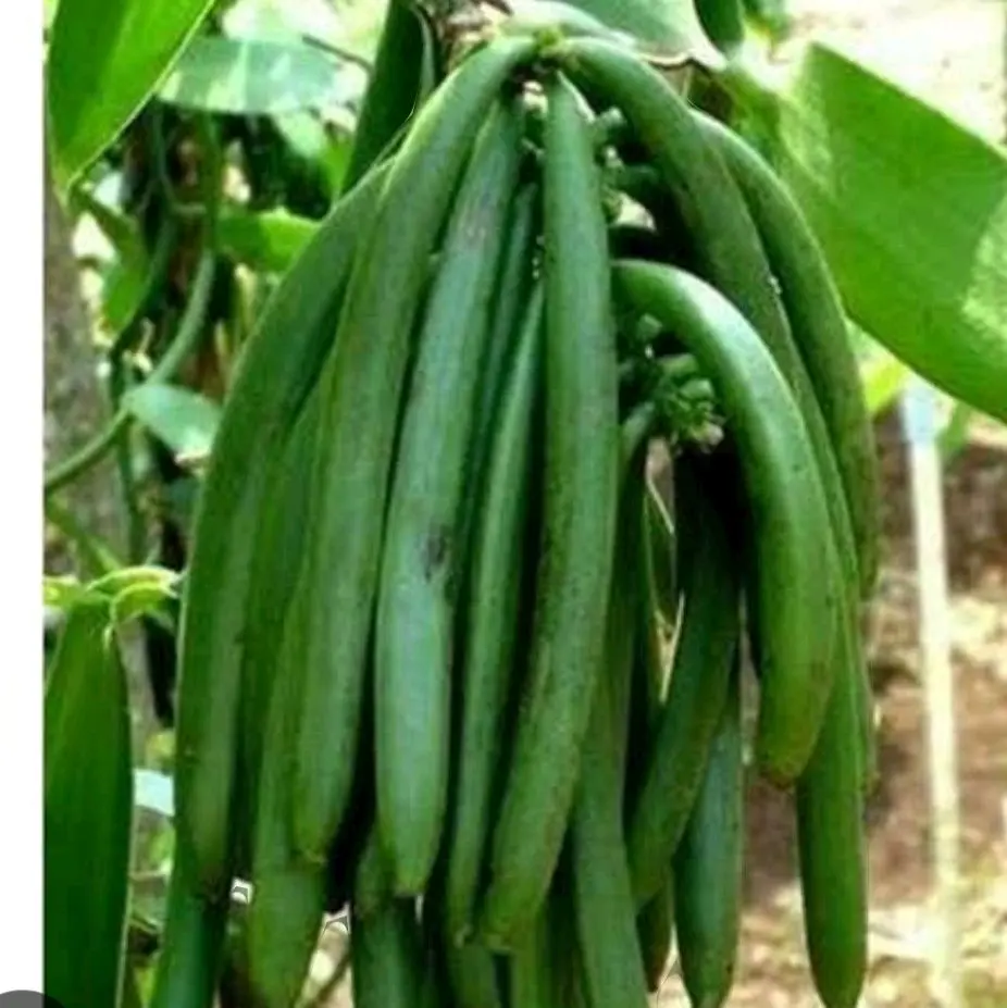 bibit tanaman vanili unggul