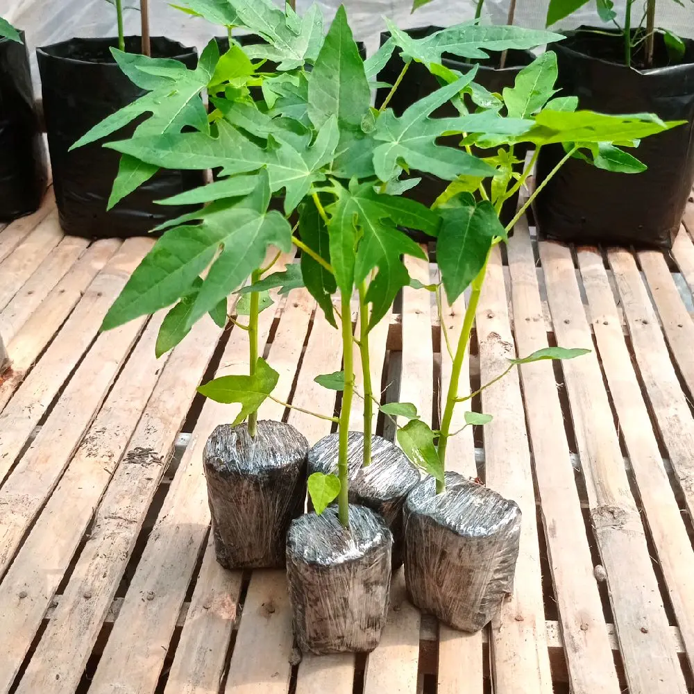 bibit pepaya california siap tanam