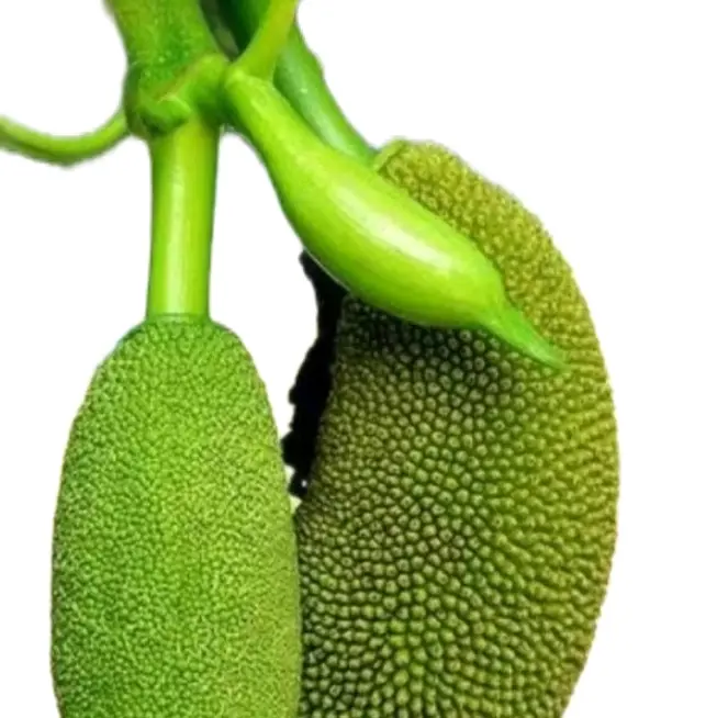 Buah Babal/Tongtolang 50gr - Nutrisi dan Antioksidan untuk Kesehatan Pencernaan 1