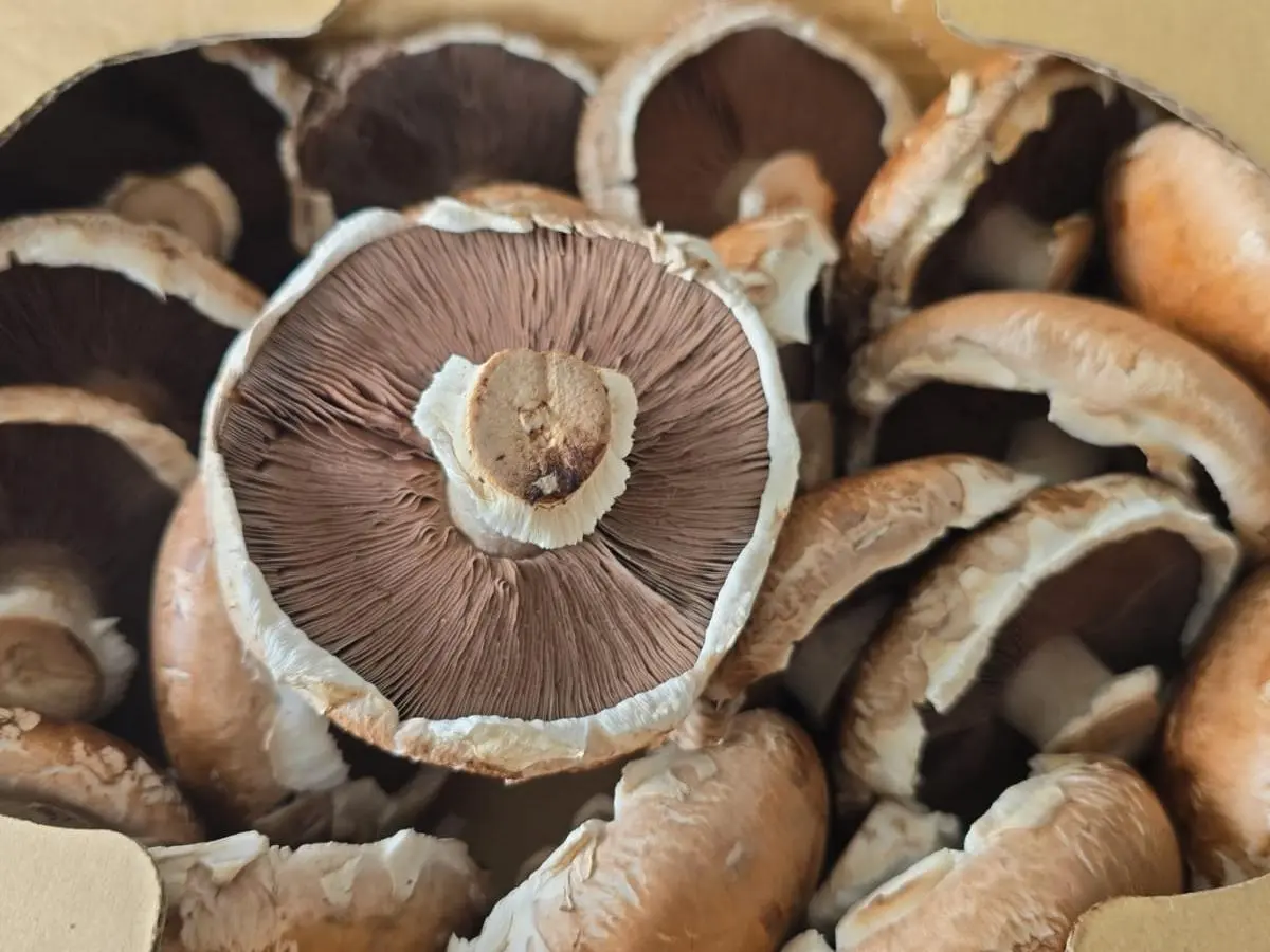 Fresh XL Portobello Mushroom_1kg