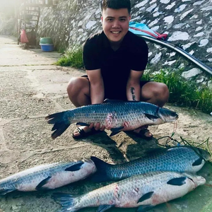 Mồi Câu Quỳnh Mai