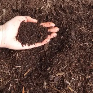 Media Tanam Kaktus Sukulen