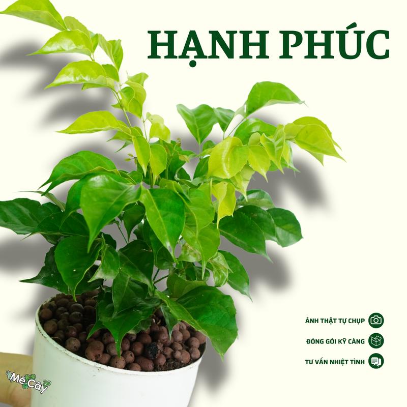 cây Hạnh Phúc - nhỏ gọn , trang trí góc làm việc