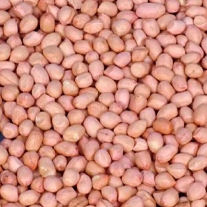 500gram bibit benih kacang tanah super//kacang tanah super cepat tumbuh Tanaman 0