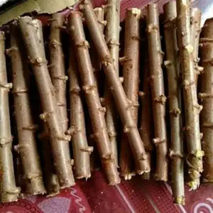 Tanaman Bibit batangSingkong Unggul Terbaik untuk Kebun Anda