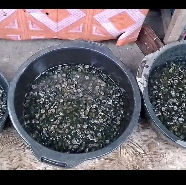 Tutut mentah Per literan sudah direbus/Bekicot/tutut/sefood/ Siap masak cocok buat menjaga kesehatan /penyakit liper dan penyakit lainnya enak gurih nikmat 5
