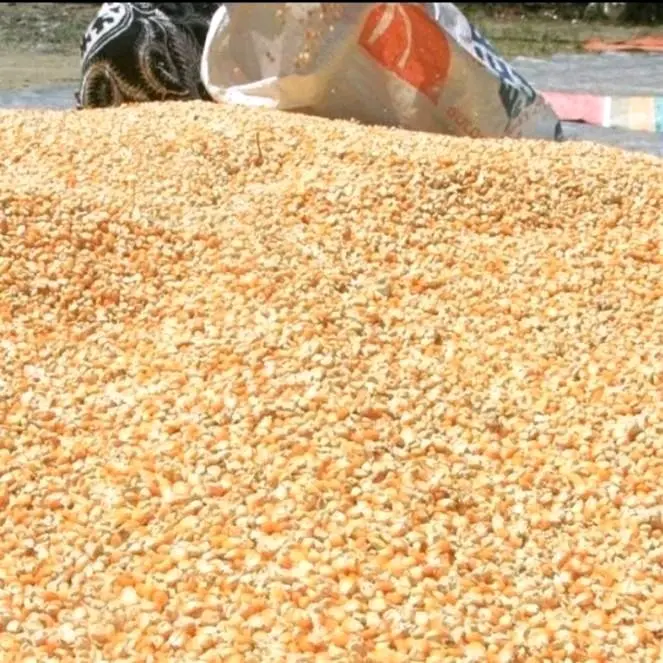 Pakan Merpati Jagung Kristal Premium 250gr - Produk Original 3