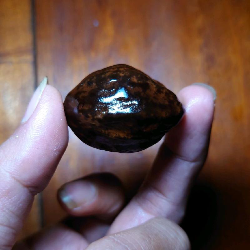 Muncang MARJUDI original jawa 6