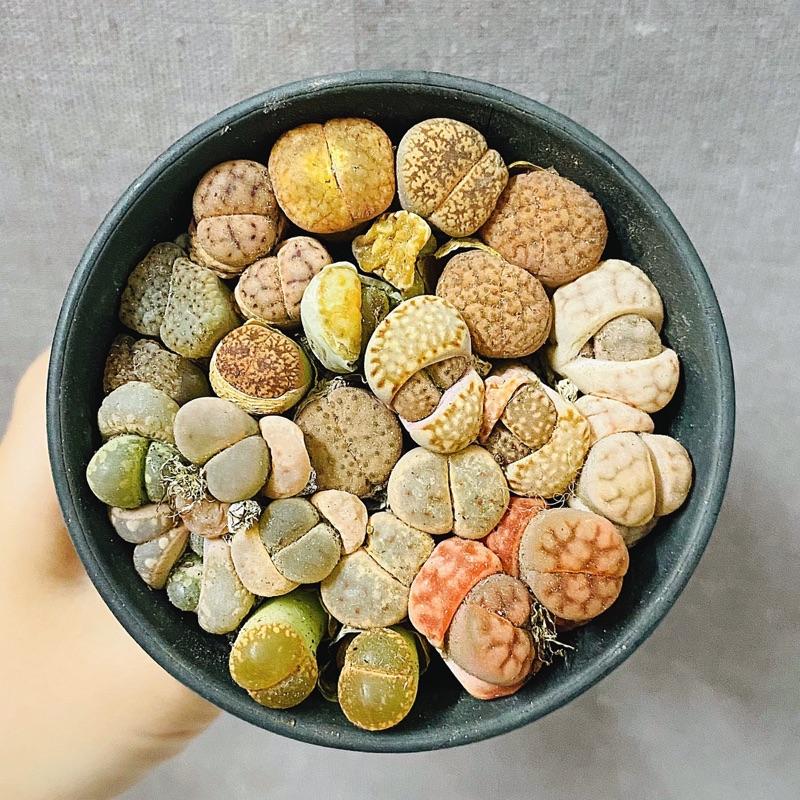 Sen Đá MôNg Cây Đôi - LITHOPS - Sen Đá Thạch Lan (Chậu 7.5cm) - Sen Đá Lithops Cây Mộng Nước Sen Đá Decor - Sen đá mini cực xinh - cây cảnh để bàn trồng - cây kèm chậu succulents 4