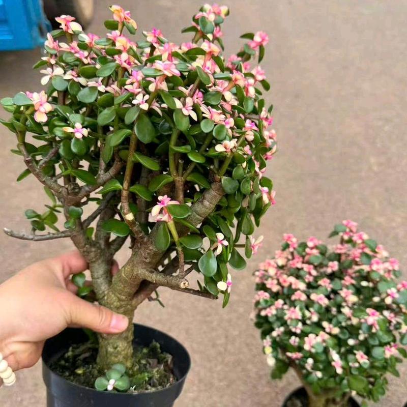 Cây Sen + Chậu sứ Sen Đá Đô La Hồng Cây May Mắn Thân Thụ To Đẹp Dễ Chăm Sóc Tạo Không Gian Xanh Tươi Mới Giúp Giảm Căng Thẳng