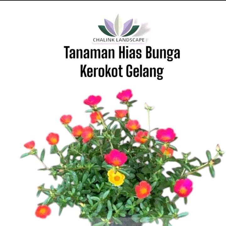 tanaman hias bunga hidup Bunga krokot - Gelang  - bunga krokot 0