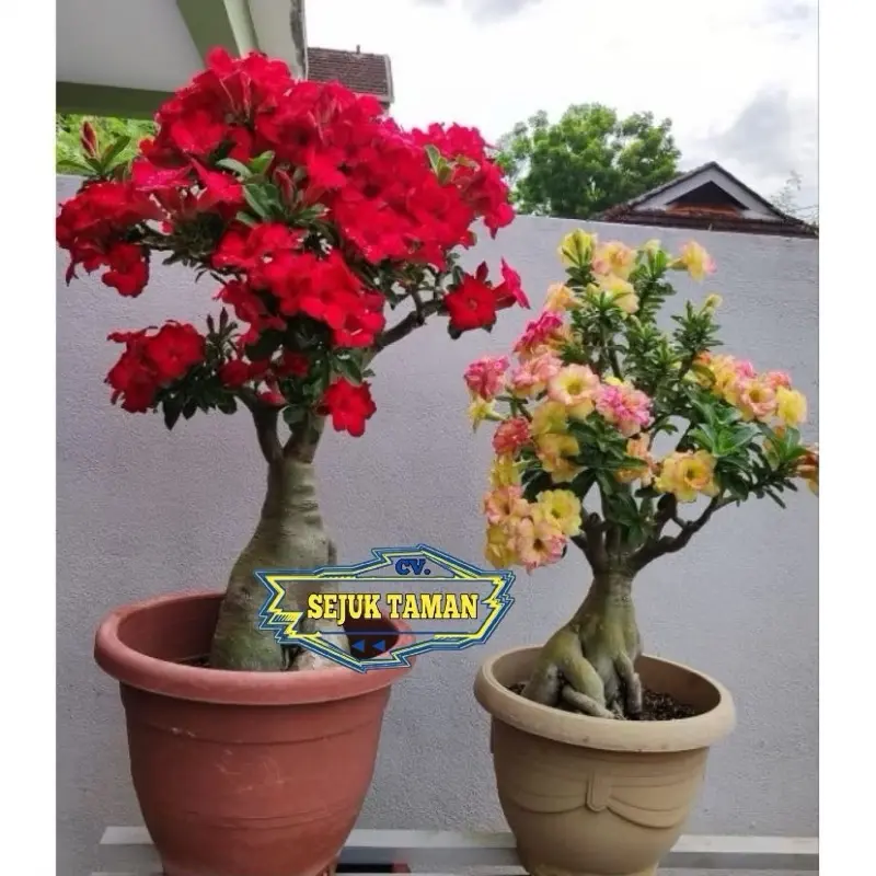 ￼Promo ! Paket 2 Adenium Kambo Jepang Termurah Dan Terlaris
