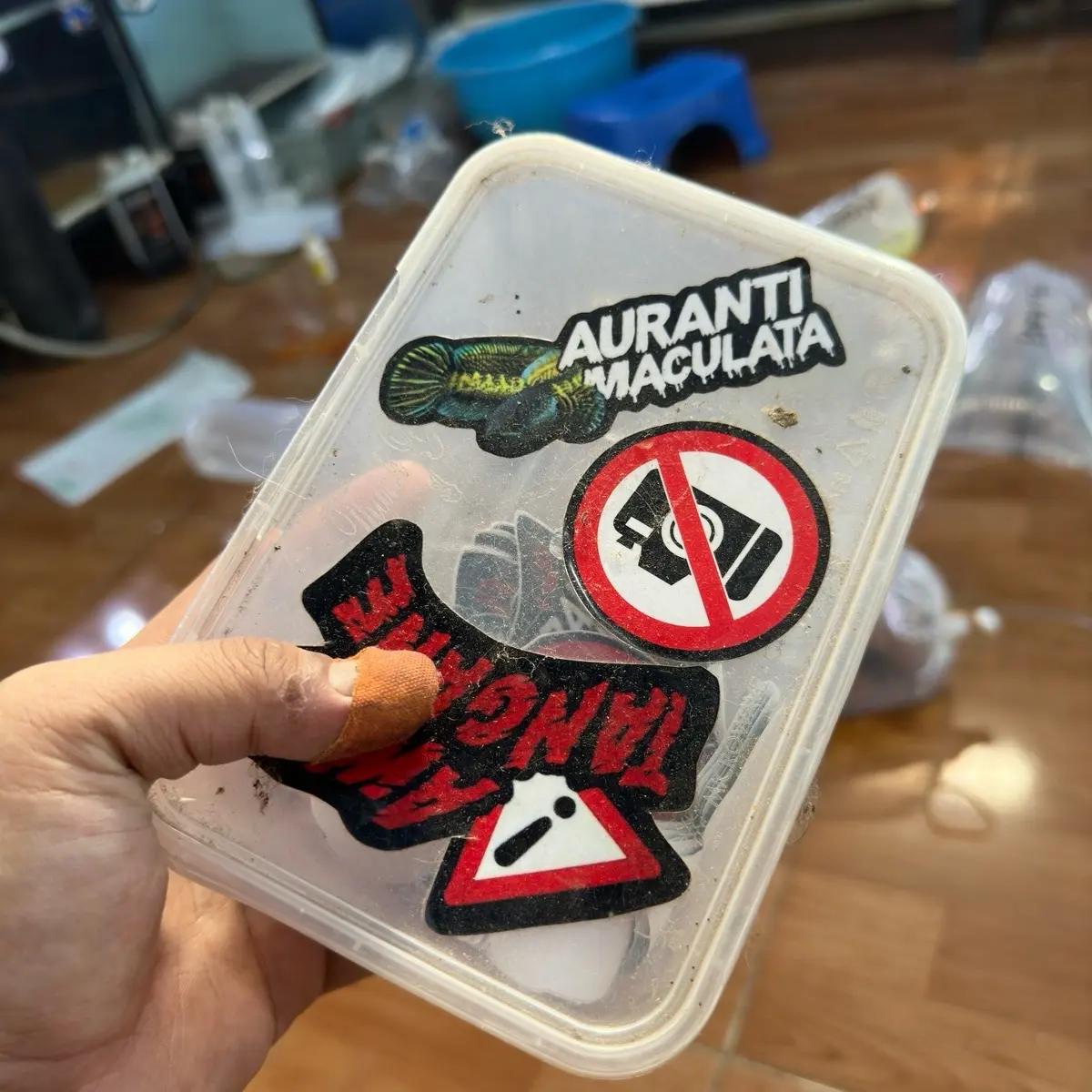 Box Stiker Channa Auranti Grade