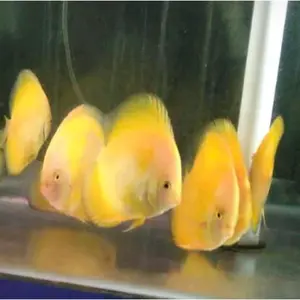 Burayak Discus golden Size 1,5 cm