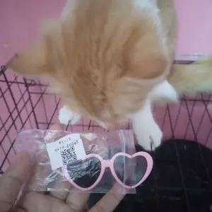 Kacamata Hewan Peliharaan KacaMata Lucu kucing Anjing KacaMata Mainan Kucing Mainan Anjing