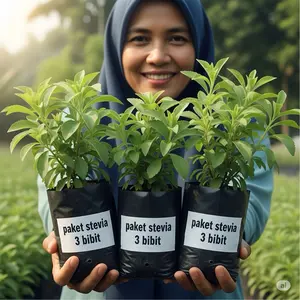 Bibit stevia pengganti gula siap tanam (dapat 3 bibit)