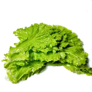 Replika sayuran selada (1 set 4pcs) / Dummy sayuran / dekorasi meja makan / edukasi anak