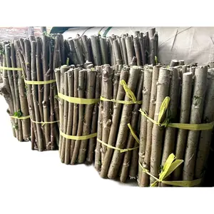 1 Bibit singkong papua daun lebar panjang 30cm