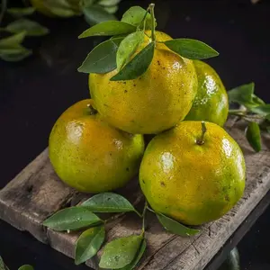 Bibit Tanaman Jeruk Siem Madu Berbuah - Tanaman Berkualitas