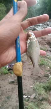 Product Review of Aquapro - Joran Tegek Lentur Ukuran Panjang 1.80M-6.30M Kualitas Tinggi Super Ringan Serat Kaca Keras Tangan Pancing Portabel Teleskopik High Quality Produk Alat pancing Ikan from a**n 1