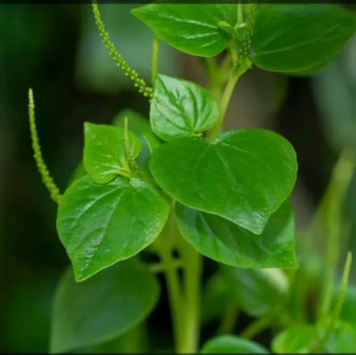 Daun Sirih Cina Segar 250gram, Obat Herbal Tradisional
