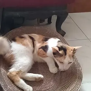 [GARANSI RUSAK] FOCAT X Garukan Papan Garuk Kucing Anjing Anabul Multifungsi M11/M14 Cakaran Tempat Tidur Anabul garukan kucing jumbo cat  scratcher Kucing Rug Hugger