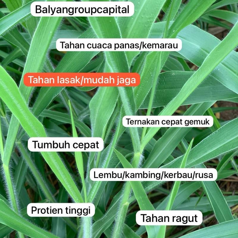 250 G (LIVE) Benih Rumput Ruzi(TRIAL PACK)/Sumber Makanan Lembu ...