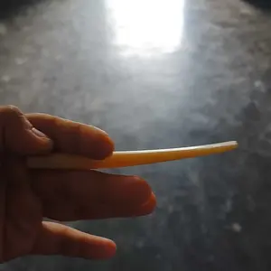 fif oncie tul ang sa Pi warna semi kuning alami panjang 12cm berkualitas