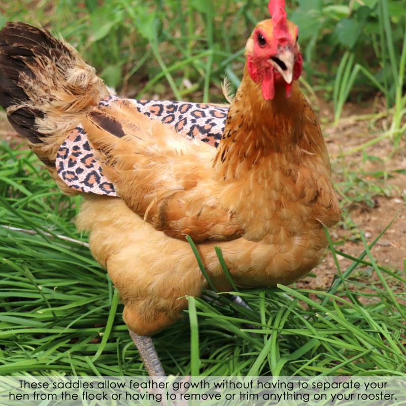 Chicken Saddle, Straps Hen Apron for Poultry Back Wing Protection-1 PC 6