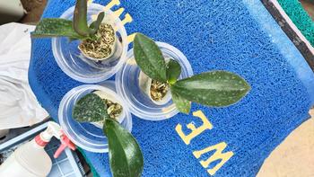 Product Review of pot plastik ANGBUL KUALITAS BAGUS dapat 3 (HKM-B/SD) from U**n 0
