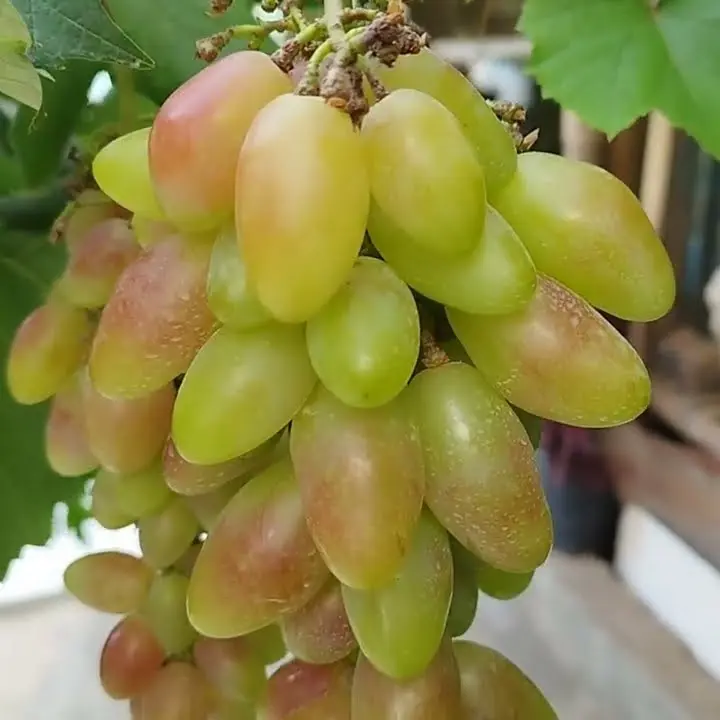 BENIH BBT ANGGUR IMPORT NINEL, JUPITER DLL  PREMIUM / BBT  ANGGUR IMPORT 7