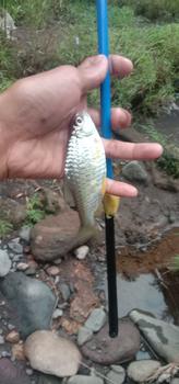 Product Review of Aquapro - Joran Tegek Lentur Ukuran Panjang 1.80M-6.30M Kualitas Tinggi Super Ringan Serat Kaca Keras Tangan Pancing Portabel Teleskopik High Quality Produk Alat pancing Ikan from a**n 2