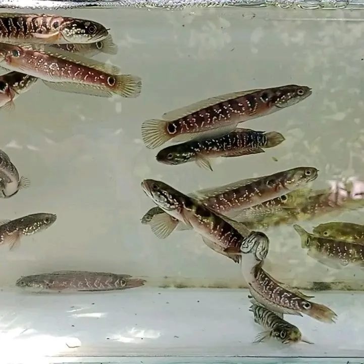 channa asiatica ws 12-13cm