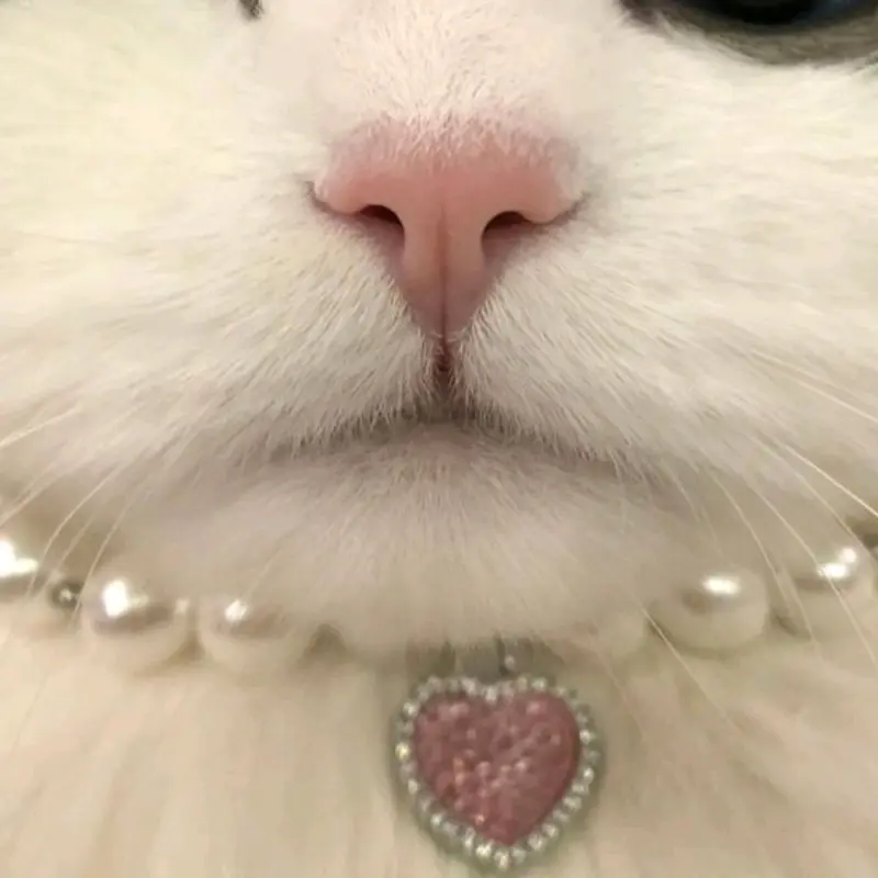 Kalung Kucing Cantik dan Lucu dengan Manik Mutiara 1
