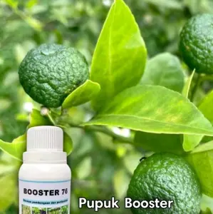 pupuk boster untuk tanaman jeruk purut