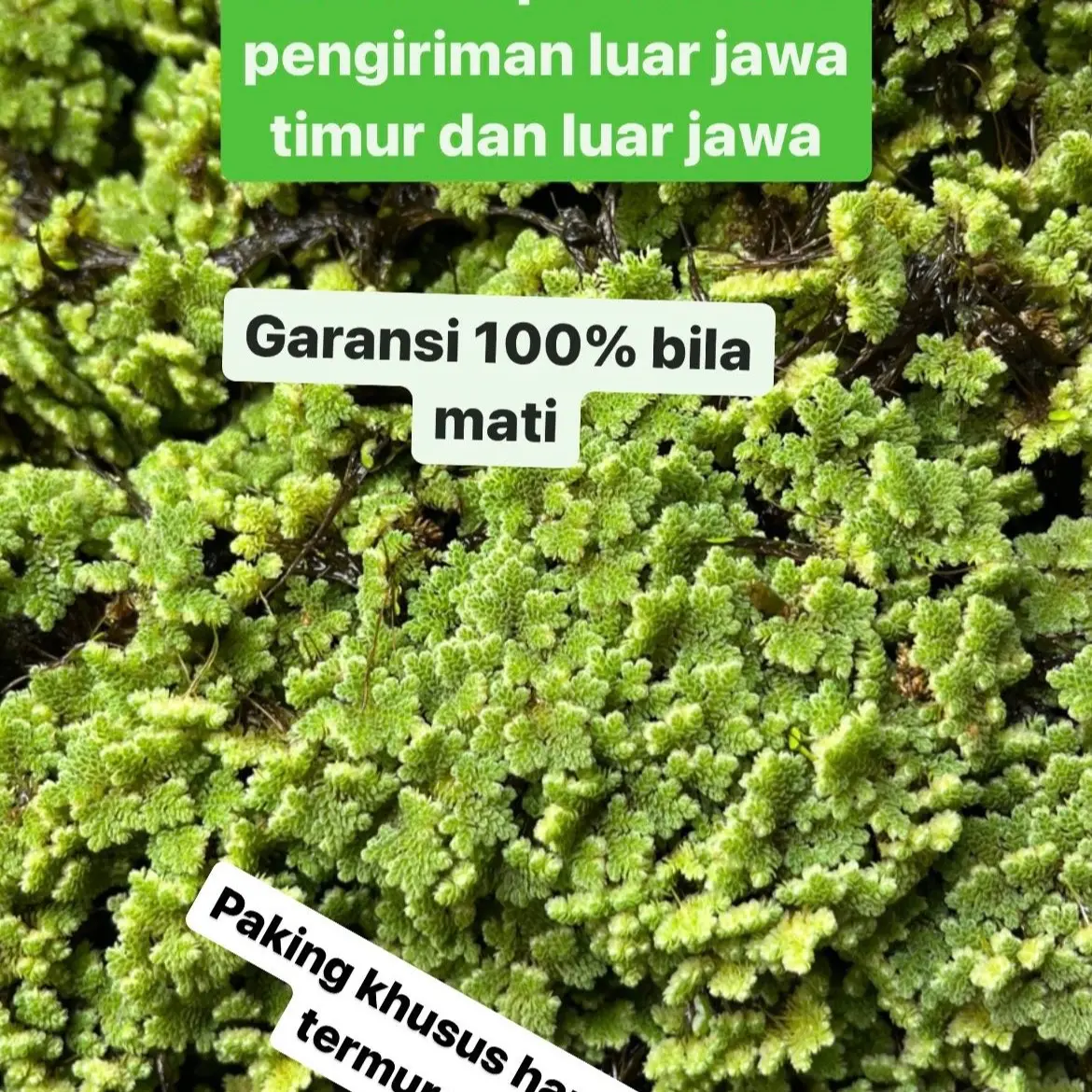 Azola dan azolla super khusus kirim seluruh indonesia