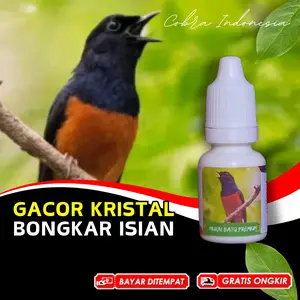 Vitamin Burung Murai Batu Gacor