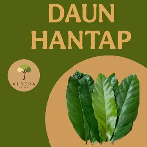Daun hantap (30pcs) obat herbal alami